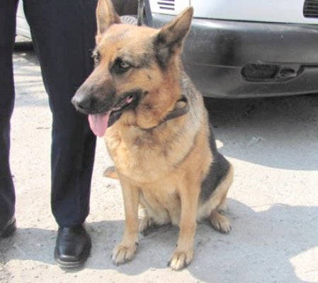 Un câine poliţist din Constanţa s-a pensionat. Ciobănescul-german aşteaptă un nou stăpân